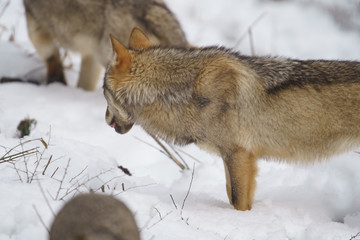parco nazionale d'abruzzo