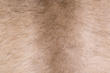 Wallaby fur texture background.