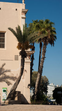 Tel Aviv Old Jaffa Palm Trees.