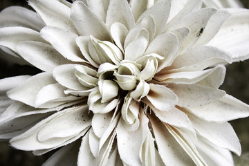 Center of daisy flowers