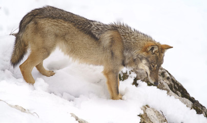 parco nazionale d'abruzzo