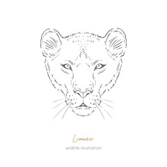 Symmetrical Vector portrait illustration of wild lioness cat. Hand drawn ink realistic sketching isolated on white. Perfect for logo branding t-shirt coloring book design.