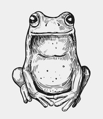 Obraz premium Szkic żaby. Ręcznie rysowane ilustracji. Wektor. Odosobniony