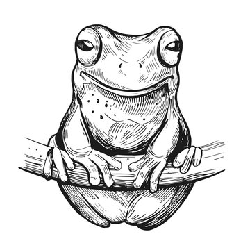 Sketch of frog. Hand drawn illustration. Vector. Isolated