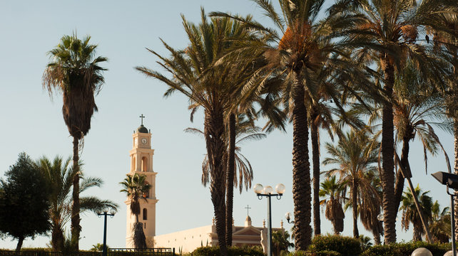 Tel Aviv Old Jaffa Palm Trees.