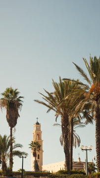 Tel Aviv Old Jaffa Palm Trees.