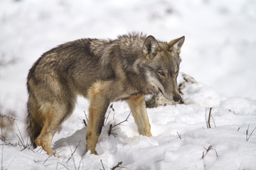 parco nazionale d'abruzzo