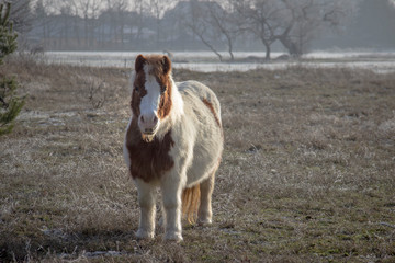 Brown white pony with thick fur in winter
