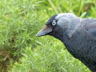 Jackdaw