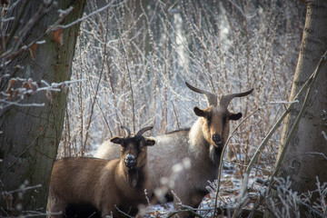 two goats in a winter landscape