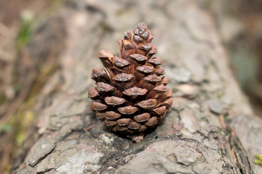Pine cone at the center of the frame, placed at the pine tree bark