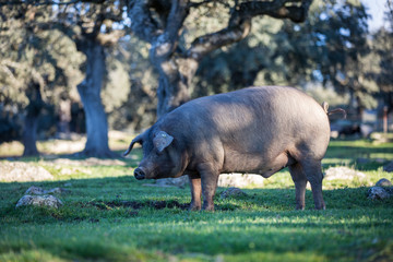 Iberian pigs in the nature eating