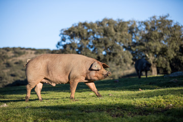 Iberian pigs in the nature eating