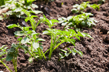 Young potato plants growing on the soil in rows. Potato bush in the garden. Healthy young potato plant in organic garden.