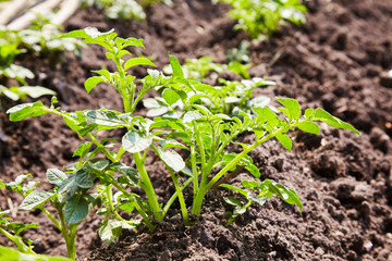 Young potato plants growing on the soil in rows. Potato bush in the garden. Healthy young potato plant in organic garden.