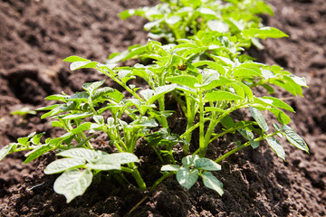 Young potato plants growing on the soil in rows. Potato bush in the garden. Healthy young potato plant in organic garden.