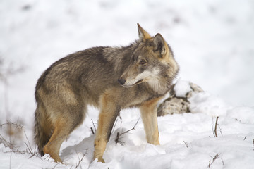 parco nazionale d'abruzzo