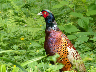 Pheasant