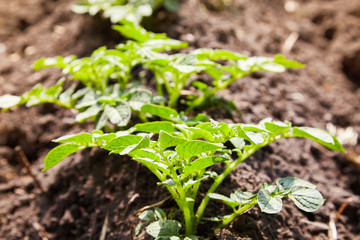 Young potato plants growing on the soil in rows. Potato bush in the garden. Healthy young potato plant in organic garden.