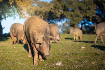 Iberian pigs in the nature eating