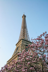 Romantic blooming pink magnolia tree in front of Eiffel tower, Paris