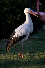 Cigüeña Blanca entre las sombras