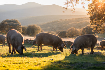 Iberische varkens in de natuur aan het eten
