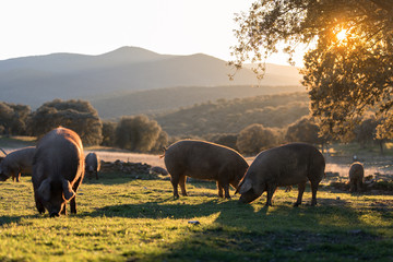 Iberian pigs in the nature eating - 245387468
