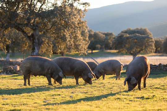 Iberian pigs in the nature eating
