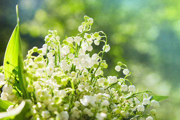 lily of the valley, valley lily