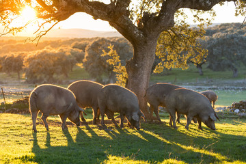 Iberian pigs in the nature eating - 245387645