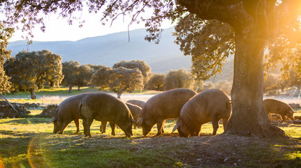 Iberian pigs in the nature eating - 245387659