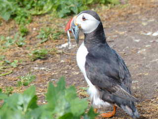 Fototapeta premium Puffin with Sand Eels