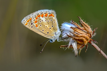 Closeup   beautiful butterfly sitting on flower