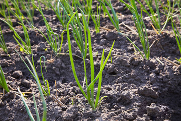 Herbs and vegetables growing in the garden. Young green onion on bed. green onion cultivation. Green onion field on a farm
