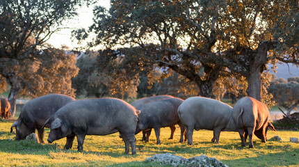 Iberian pigs in the nature eating