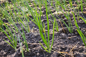 Herbs and vegetables growing in the garden. Young green onion on bed. green onion cultivation. Green onion field on a farm