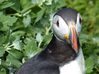 Puffin