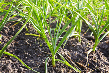 Field with green garlic, young garlic, sprouts of garlic on dark earth, agriculture. Young garlic plants grows in a field.