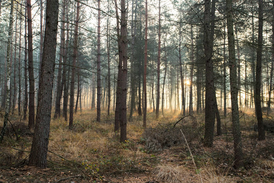 Jesienny złoty las, krajobraz jesienny © © Jakacki