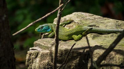 Naklejka na ściany i meble Green lizard or Lacerta Viridis sunning on a log