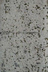 old rock with tiny moss