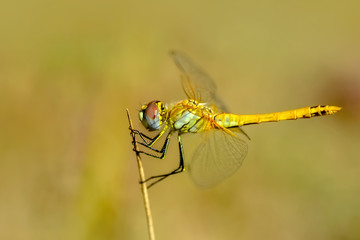 Macro shots, Beautiful nature scene dragonfly. 