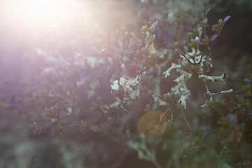 Sunlight shining through a plant in the park with frost