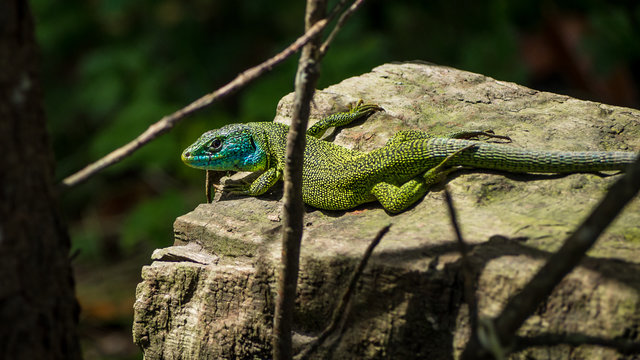 Green lizard or Lacerta Viridis sunning on a log
