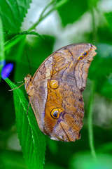 Obraz premium Closeup beautiful butterfly sitting on flower