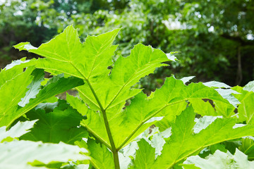 Heracleum - poisonous plant. Giant Hogweed, Heracleum manteggazzianum