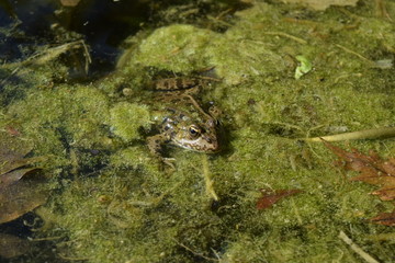 Grenouille