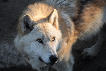 El gran lobo del ártico