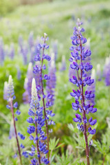 Naklejka premium Violet lupines flowering in the meadow